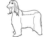 coloriage chien afghan hound